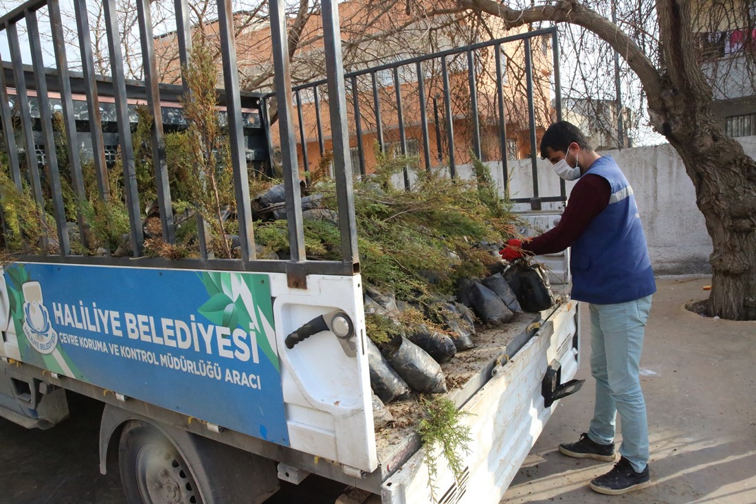 Haliliye Belediyesi, kırsal mahallelerde yürüttüğü yeşil seferberliğini sürdürüyor