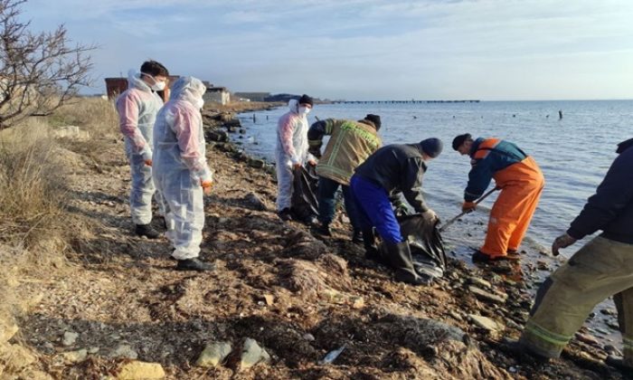 Kerç Boğazı’nın sularının temizlenmesi çalışmalarına ülkenin dört bir yanından 25 binden fazla Birleşik Rusya ve MGER gönüllüsü katıldı